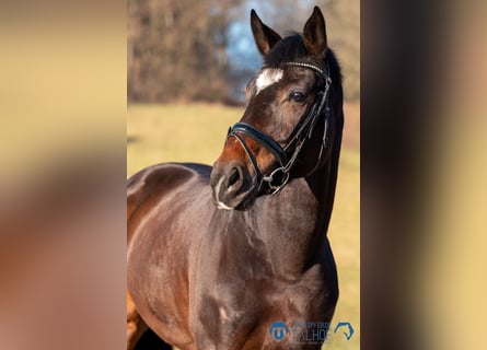 Warmblood austríaco, Yegua, 5 años, 172 cm, Castaño