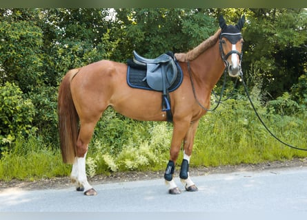 Warmblood austríaco, Yegua, 6 años, 162 cm, Alazán