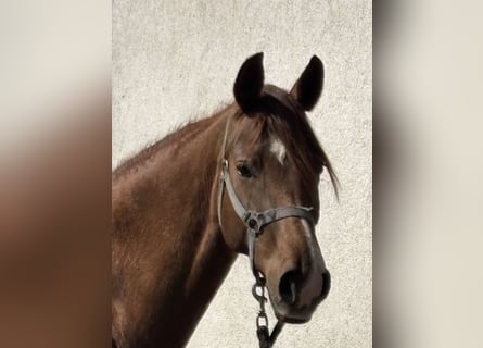 Warmblood austríaco, Yegua, 6 años, 166 cm, Alazán