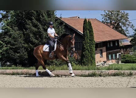 Warmblood austríaco, Yegua, 6 años, 168 cm, Castaño