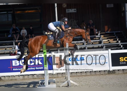 Warmblood austríaco Mestizo, Yegua, 6 años, 168 cm, Castaño
