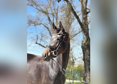 Warmblood austríaco, Yegua, 6 años, 173 cm, Castaño