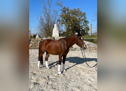 Warmblood austríaco, Yegua, 7 años, Castaño
