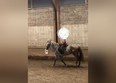 Warmblood austríaco, Yegua, 8 años, 147 cm, Tordo rodado