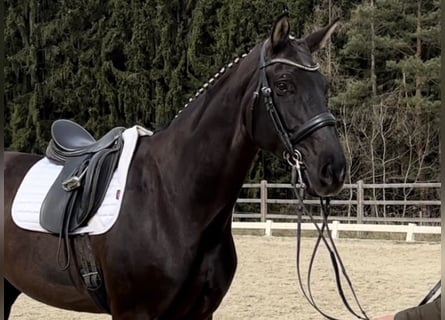 Warmblood austríaco, Yegua, 9 años, 172 cm, Negro