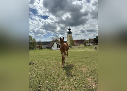 Warmblood austríaco, Yegua, Potro (04/2026), 165 cm, Alazán