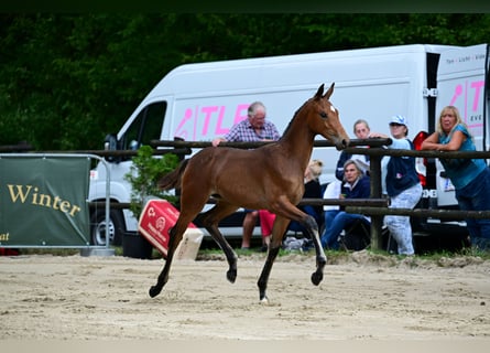 Warmblood austríaco, Yegua, Potro (05/2026), 170 cm, Castaño