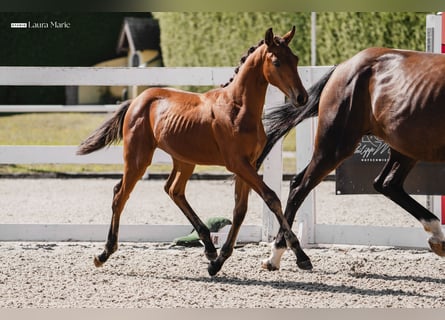 Warmblood austríaco, Yegua, Potro (03/2026), 170 cm, Castaño