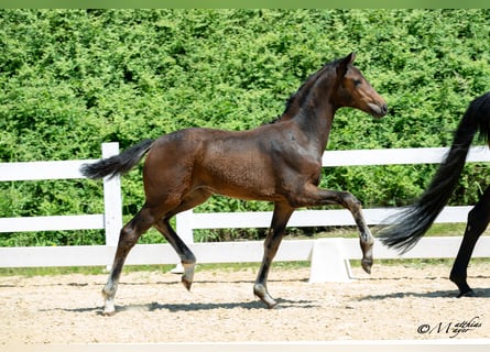 Warmblood austríaco, Yegua, Potro (03/2025), 170 cm, Castaño oscuro