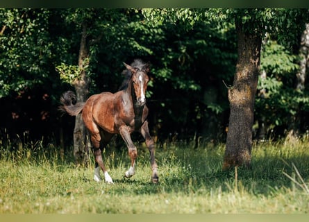 Warmblood austríaco, Yegua, Potro (03/2025), Castaño oscuro