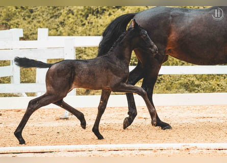 Warmblood austríaco, Yegua, Potro (06/2024), Negro