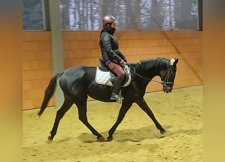 Warmblood británico, Caballo castrado, 10 años, 165 cm, Negro