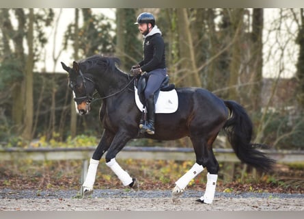 Warmblood británico, Caballo castrado, 14 años, 177 cm, Morcillo