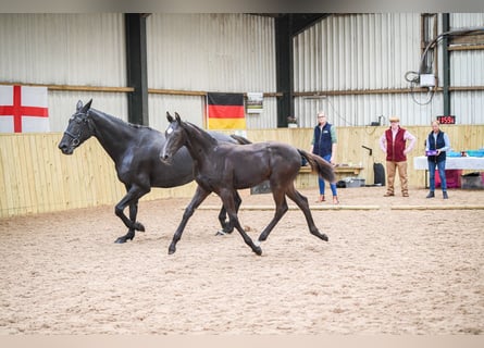 Warmblood británico, Caballo castrado, 2 años, 172 cm, Negro