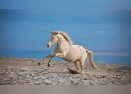 Warmblood británico, Caballo castrado, 8 años, Cremello