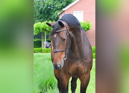 Warmblood británico, Caballo castrado, 9 años, 172 cm, Castaño oscuro