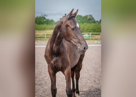 Warmblood británico, Semental, 1 año, 172 cm, Negro