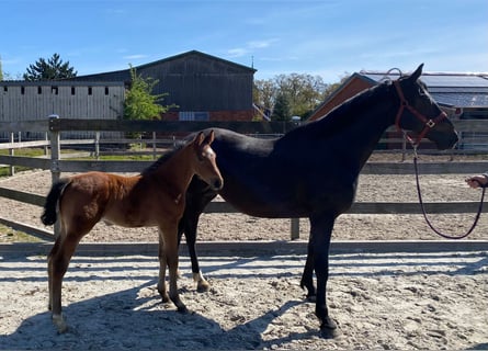 Warmblood británico, Yegua, 18 años, Castaño