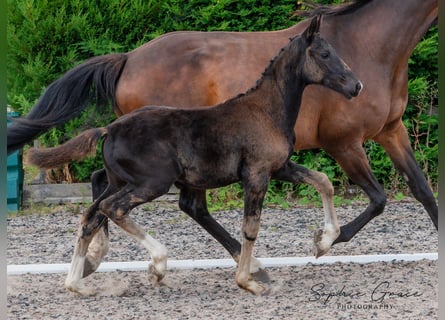 Warmblood británico, Yegua, 1 año, 164 cm, Negro