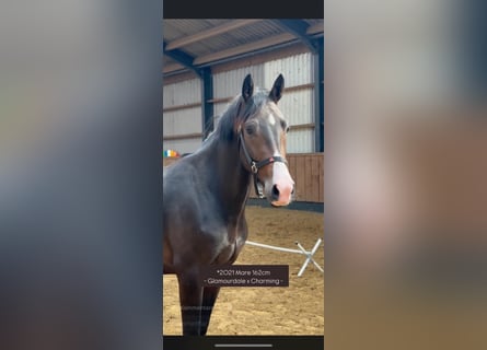 Warmblood británico, Yegua, 3 años, 162 cm, Castaño oscuro