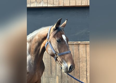 Warmblood británico, Yegua, 4 años, 164 cm