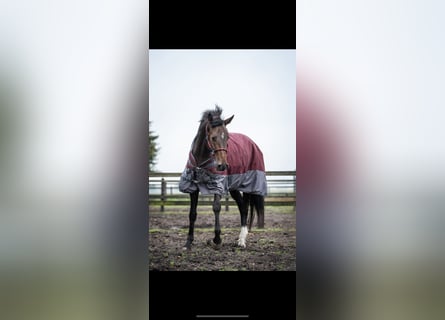 Warmblood británico, Yegua, 4 años, 170 cm, Castaño oscuro