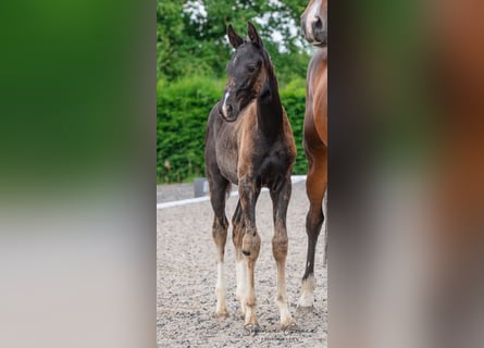 Warmblood británico, Yegua, Potro (04/2024), 164 cm, Negro