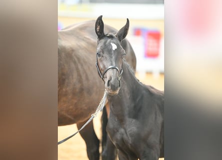 Warmblood británico, Yegua, Potro (05/2025), 169 cm, Castaño rojizo