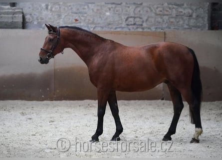 Warmblood checo, Caballo castrado, 10 años, 165 cm, Castaño