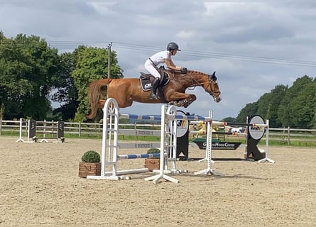 Warmblood checo, Caballo castrado, 10 años, 167 cm, Alazán