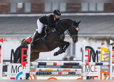 Warmblood checo, Caballo castrado, 10 años, 167 cm, Castaño