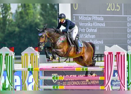 Warmblood checo, Caballo castrado, 10 años, Castaño oscuro