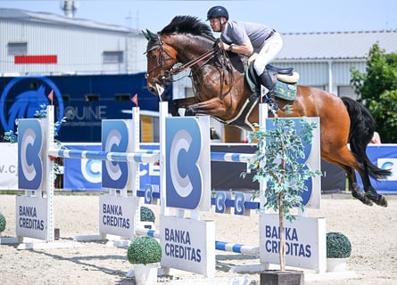 Warmblood checo, Caballo castrado, 11 años, Castaño rojizo