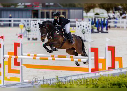 Warmblood checo, Caballo castrado, 12 años, 167 cm, Castaño