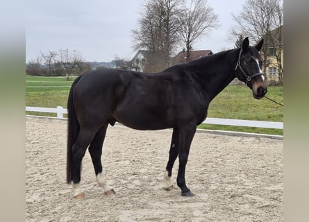 Warmblood checo, Caballo castrado, 14 años, 167 cm, Castaño oscuro