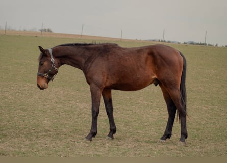 Warmblood checo, Caballo castrado, 2 años, Castaño rojizo