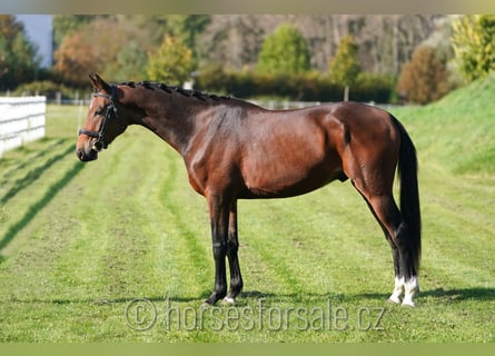 Warmblood checo, Caballo castrado, 4 años, 164 cm, Castaño