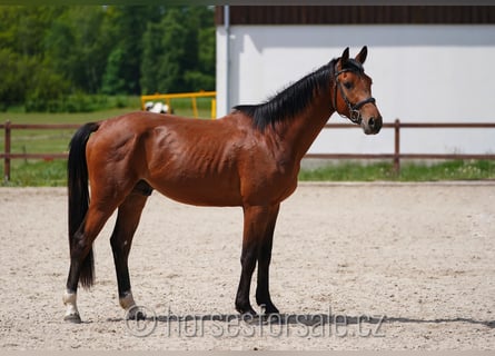 Warmblood checo, Caballo castrado, 4 años, 166 cm, Castaño