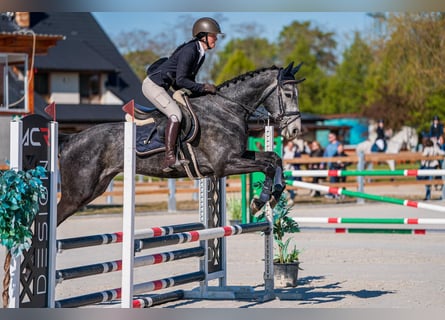 Warmblood checo, Caballo castrado, 4 años, 166 cm, Tordo