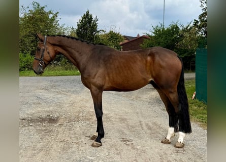 Warmblood checo, Caballo castrado, 4 años, 168 cm, Castaño rojizo