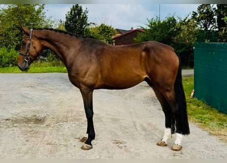 Warmblood checo, Caballo castrado, 4 años, 168 cm, Castaño rojizo