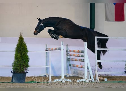 Warmblood checo, Caballo castrado, 4 años, 170 cm, Morcillo