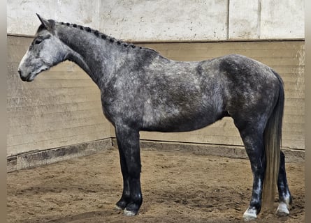 Warmblood checo, Caballo castrado, 5 años, 164 cm, Tordo rodado