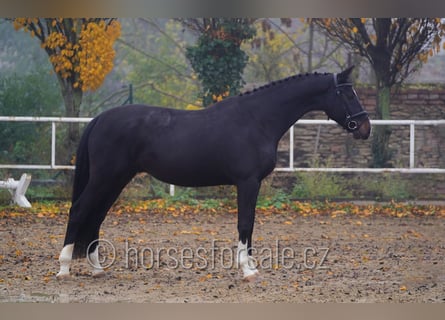 Warmblood checo, Caballo castrado, 5 años, 172 cm, Morcillo