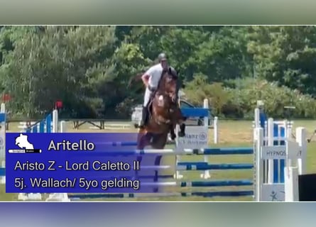 Warmblood checo, Caballo castrado, 5 años, 173 cm, Castaño oscuro
