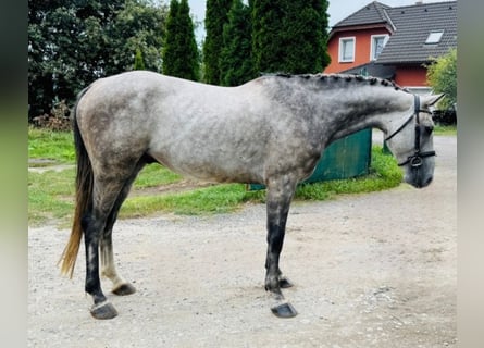 Warmblood checo, Caballo castrado, 6 años, 165 cm, Tordo