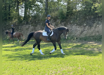 Warmblood checo, Caballo castrado, 6 años, 168 cm, Castaño