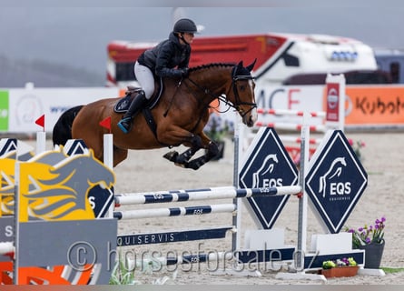 Warmblood checo, Caballo castrado, 6 años, 168 cm, Castaño