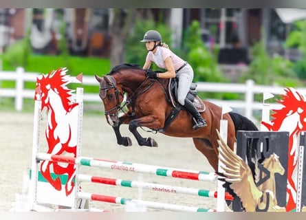 Warmblood checo, Caballo castrado, 6 años, 170 cm, Castaño