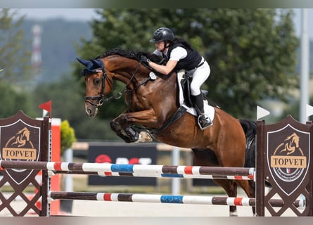 Warmblood checo, Caballo castrado, 7 años, 165 cm, Castaño